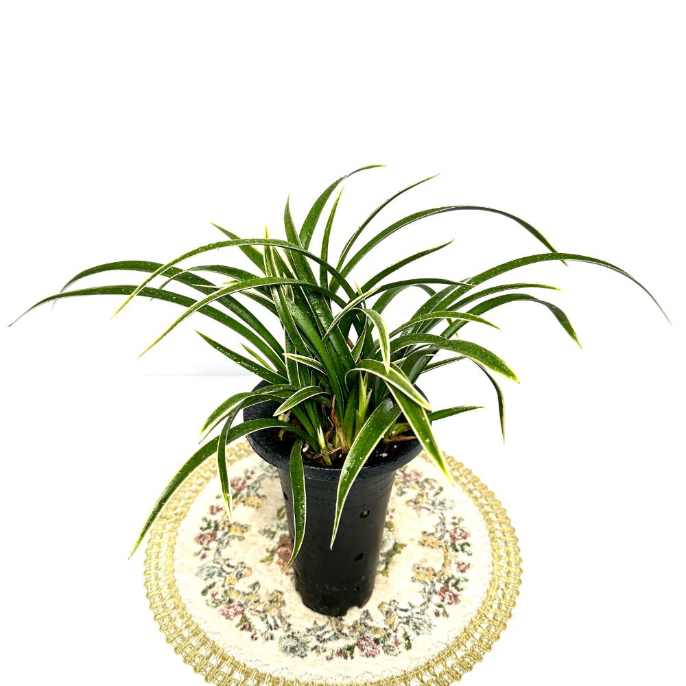 동양란 난 키우는법 물주는 방법