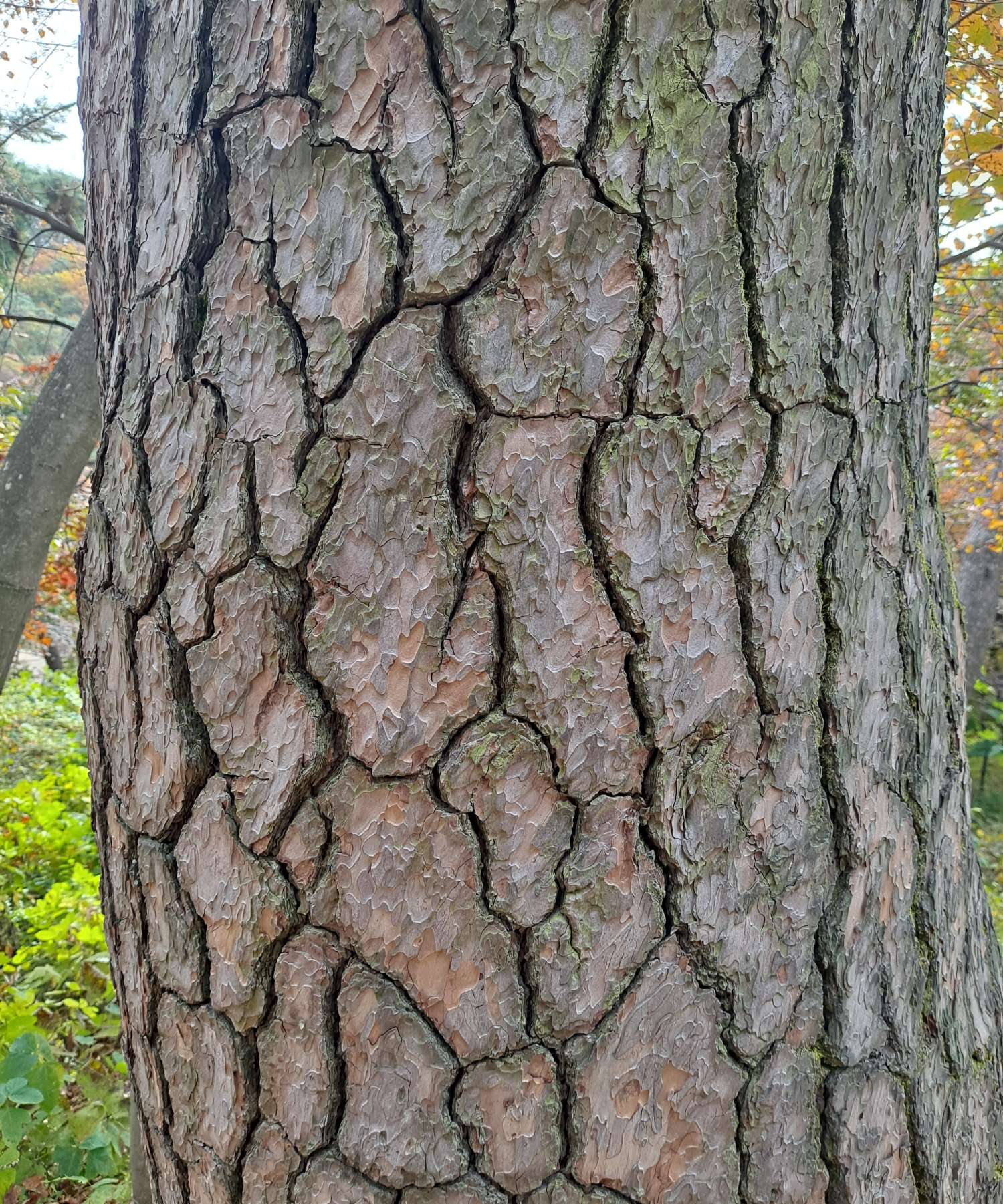 노송 세월의 흔적들