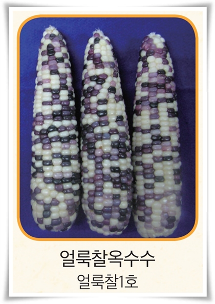 비타민 B, 철분, 식이 섬유가 풍부한 옥수수 재배하기!