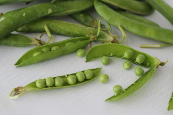 완두콩 파종시기와 심는시기 그리고 재배법 수확시기 총정리