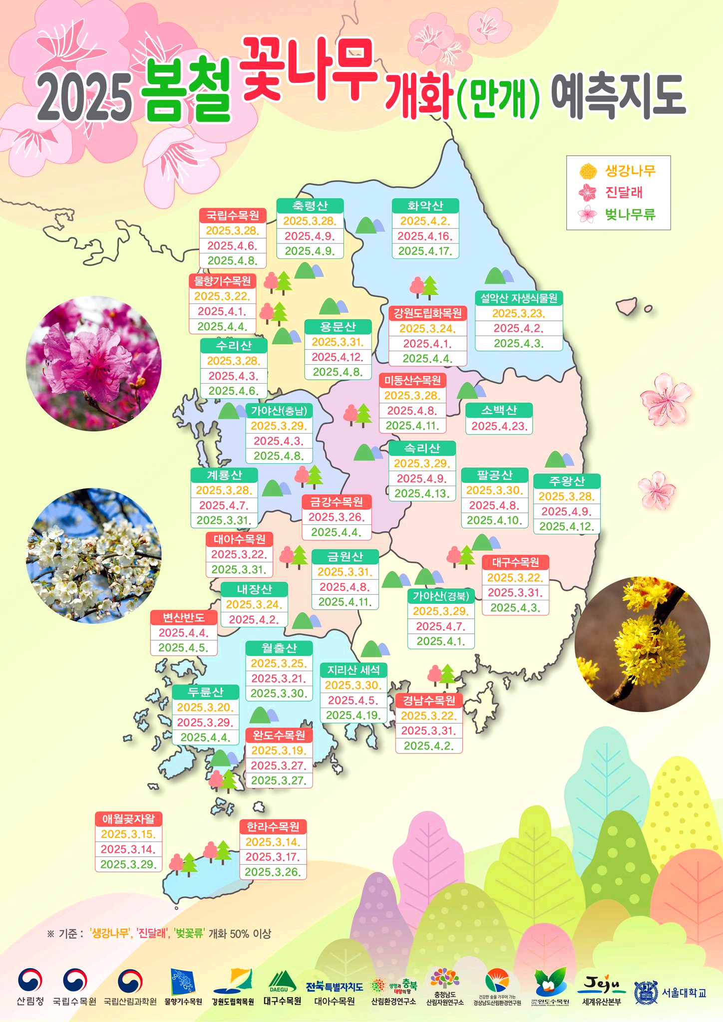 벚꽃 개화만개시기