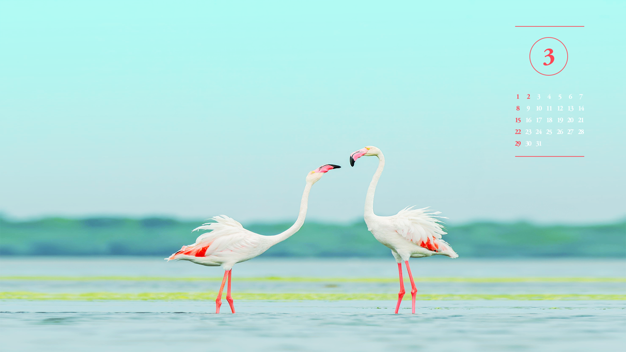 04 플라밍고 두 마리 A - 2026년3월 달력배경화면