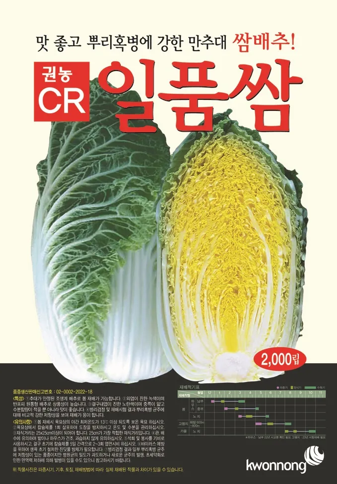 쌈배추 재배 속 차게 키우기 시비 타이밍 통풍 관리_7
