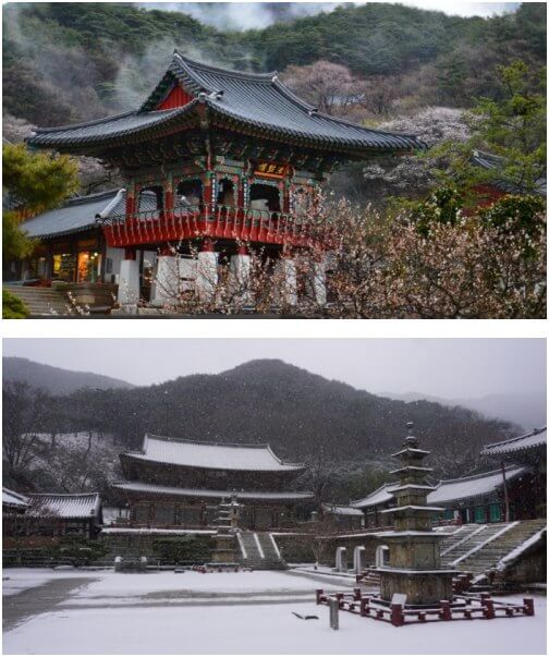 구례 화엄사 안개와 매화 풍경