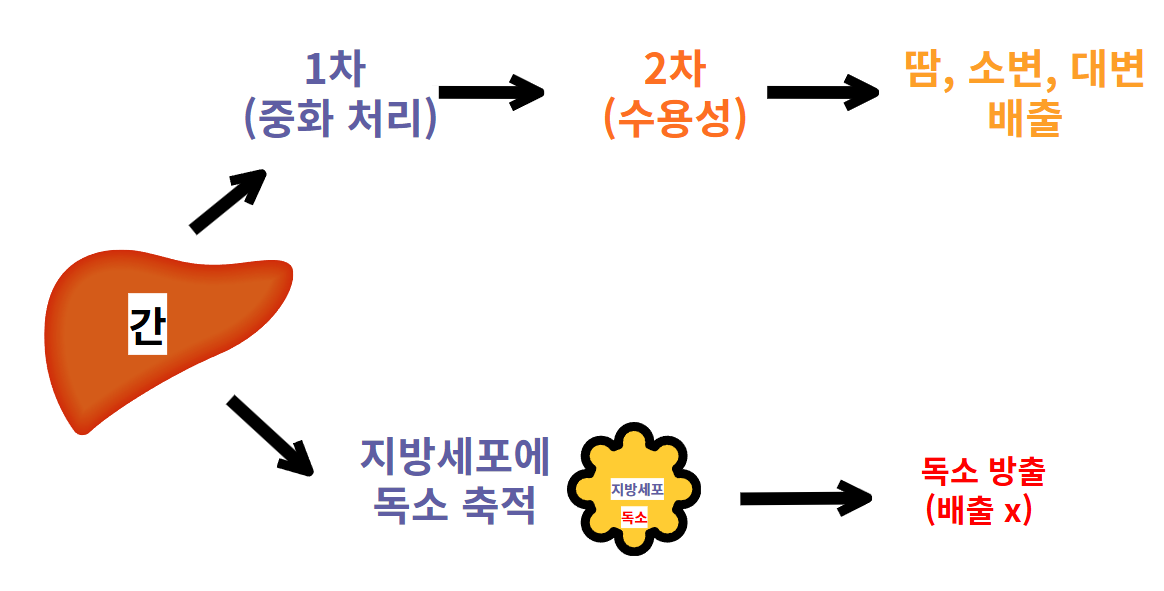 디톡스 간 해독과정