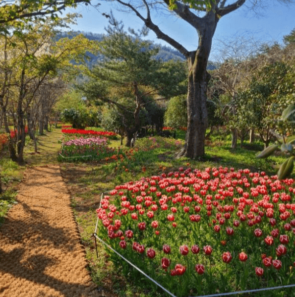 2025 하늘빛수목정원 튤립축제: 봄날의 로맨스를 담다!!
