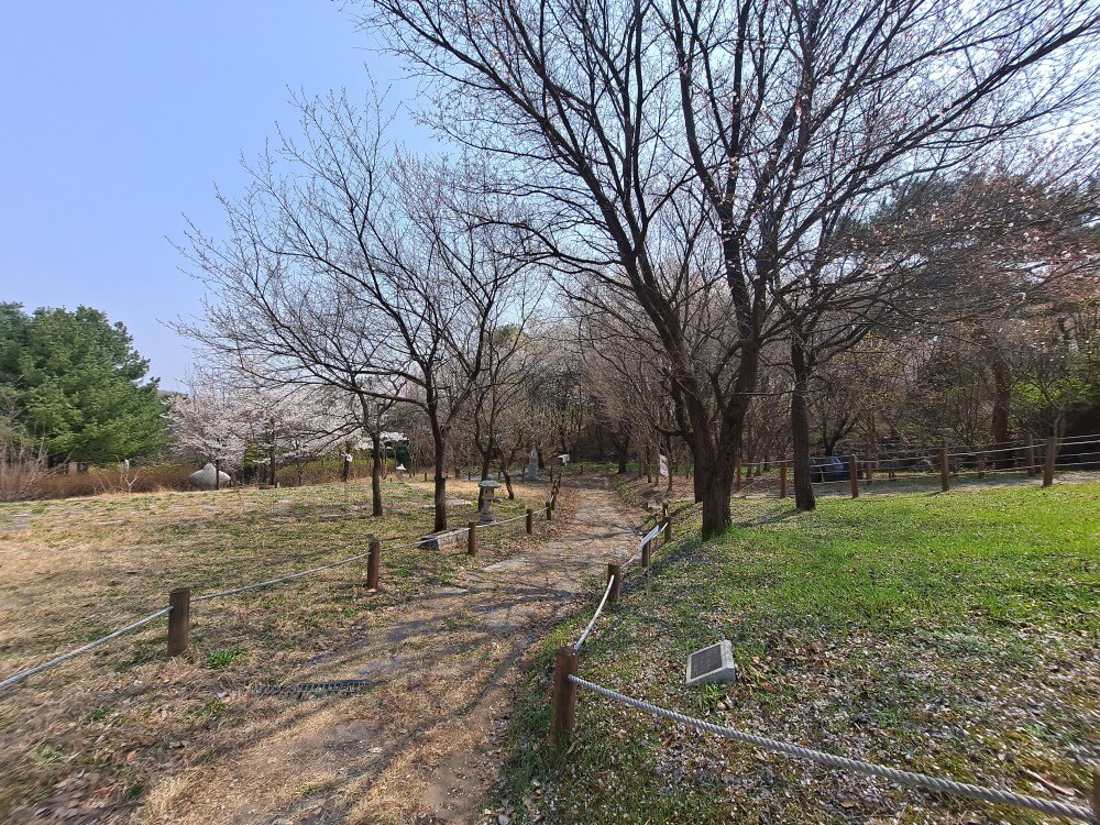 이천설봉공원벚꽃