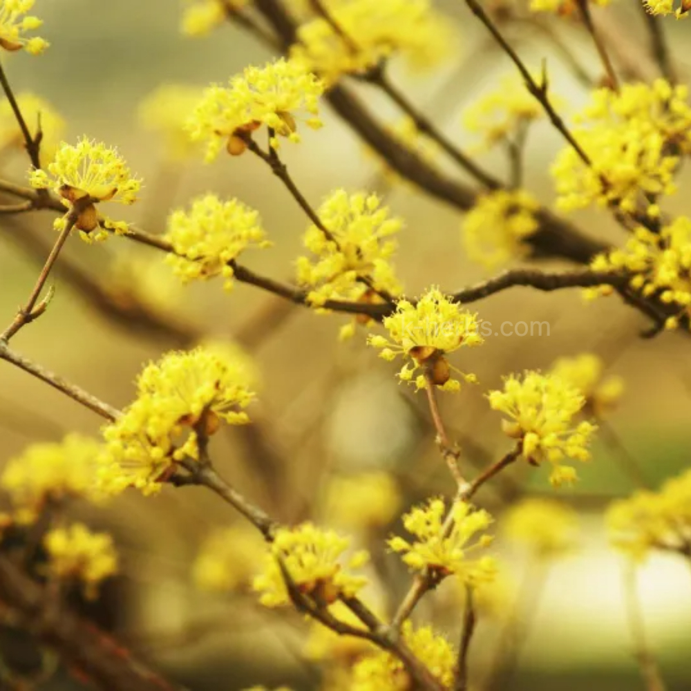 노란 산수유 꽃