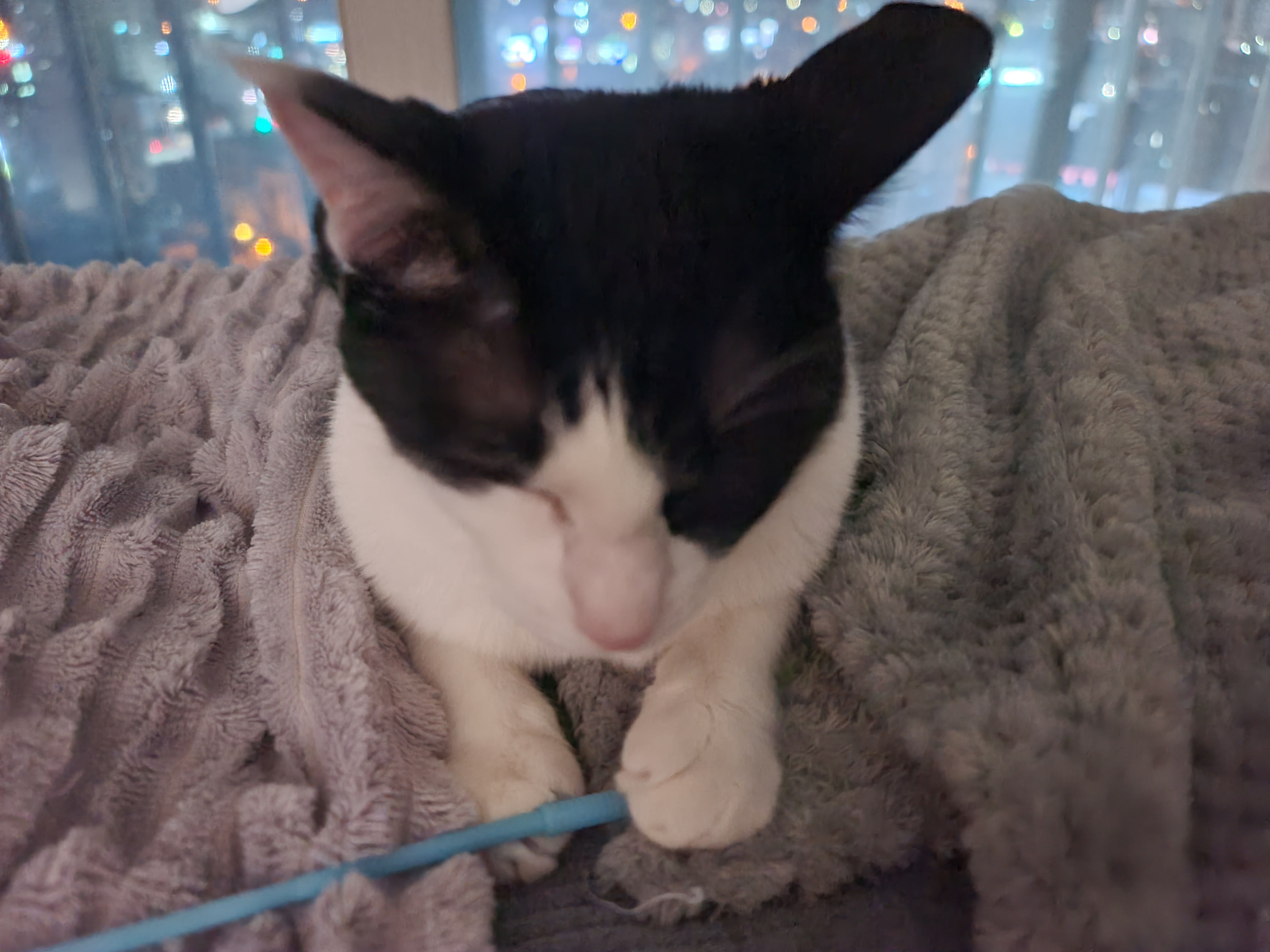 막대기를 너무 사랑하는 젖소냥이 두리(feat.호야)