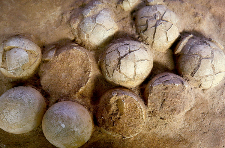 해남 공룡박물관