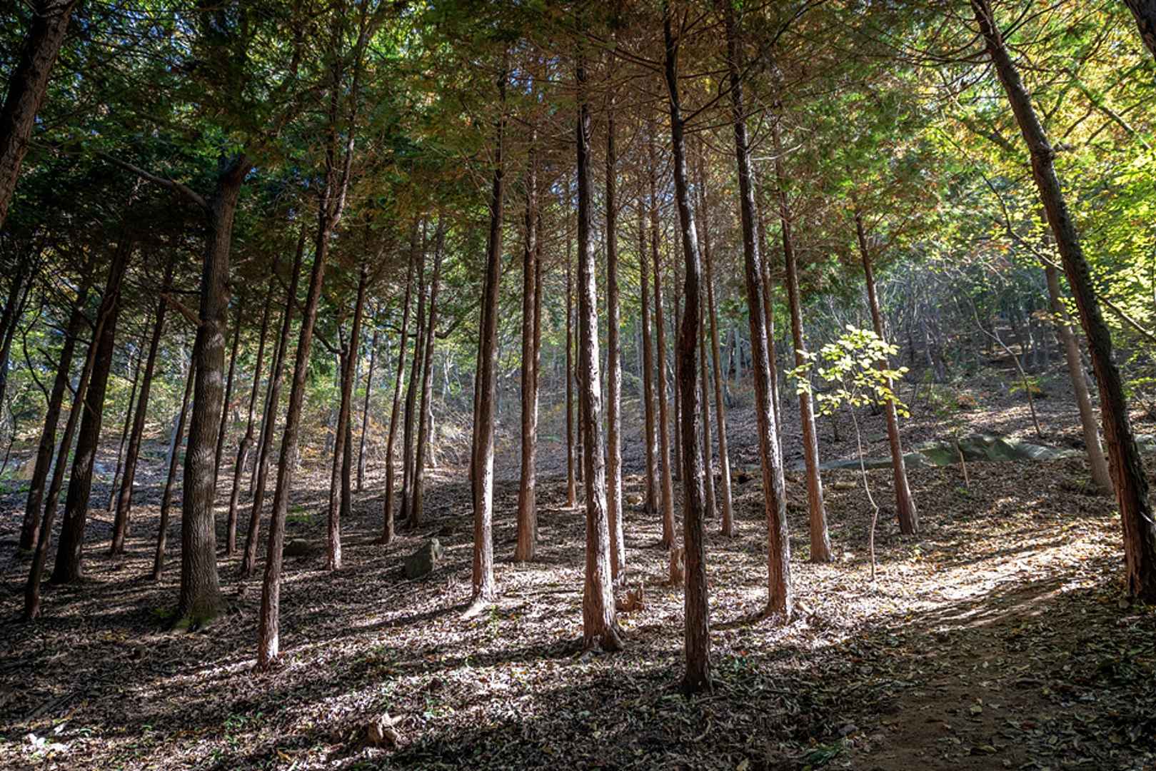 물무산행복숲
