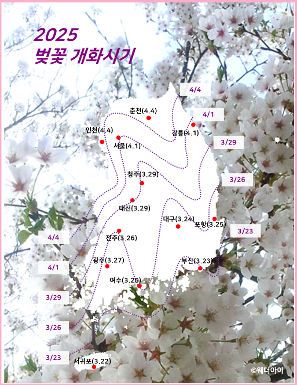 2025년 벚꽃 개화 시기, 기상청과 웨더아이에서 쉽게 확인하는 방법 🌸