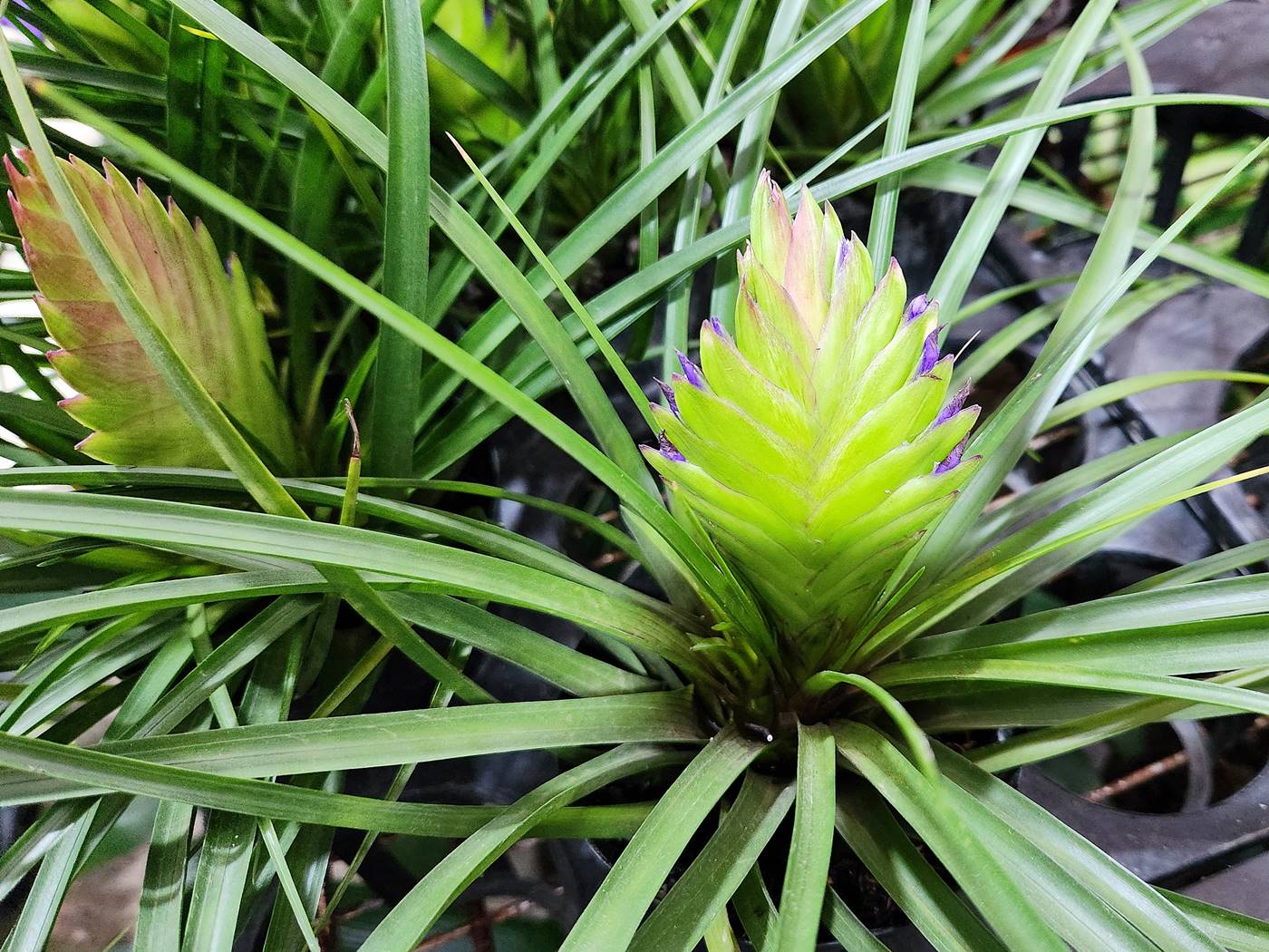 틸란드시아 사이아네아 Tillandsia Cyanea