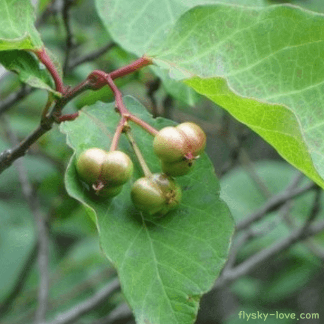 변비에 효과적인 사람주나무