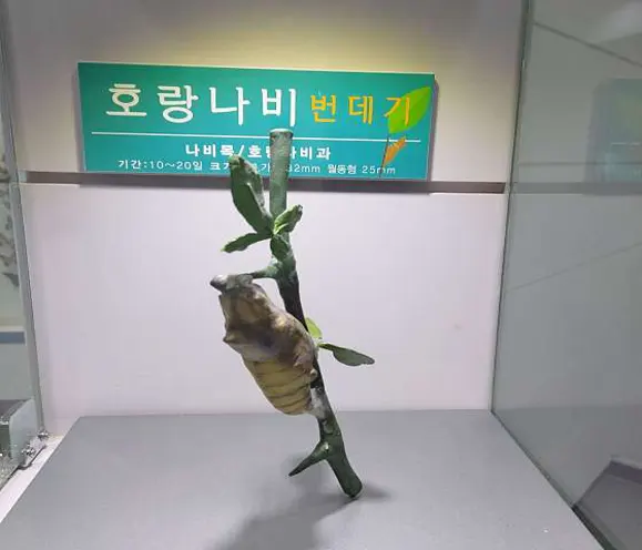 나비생태공원