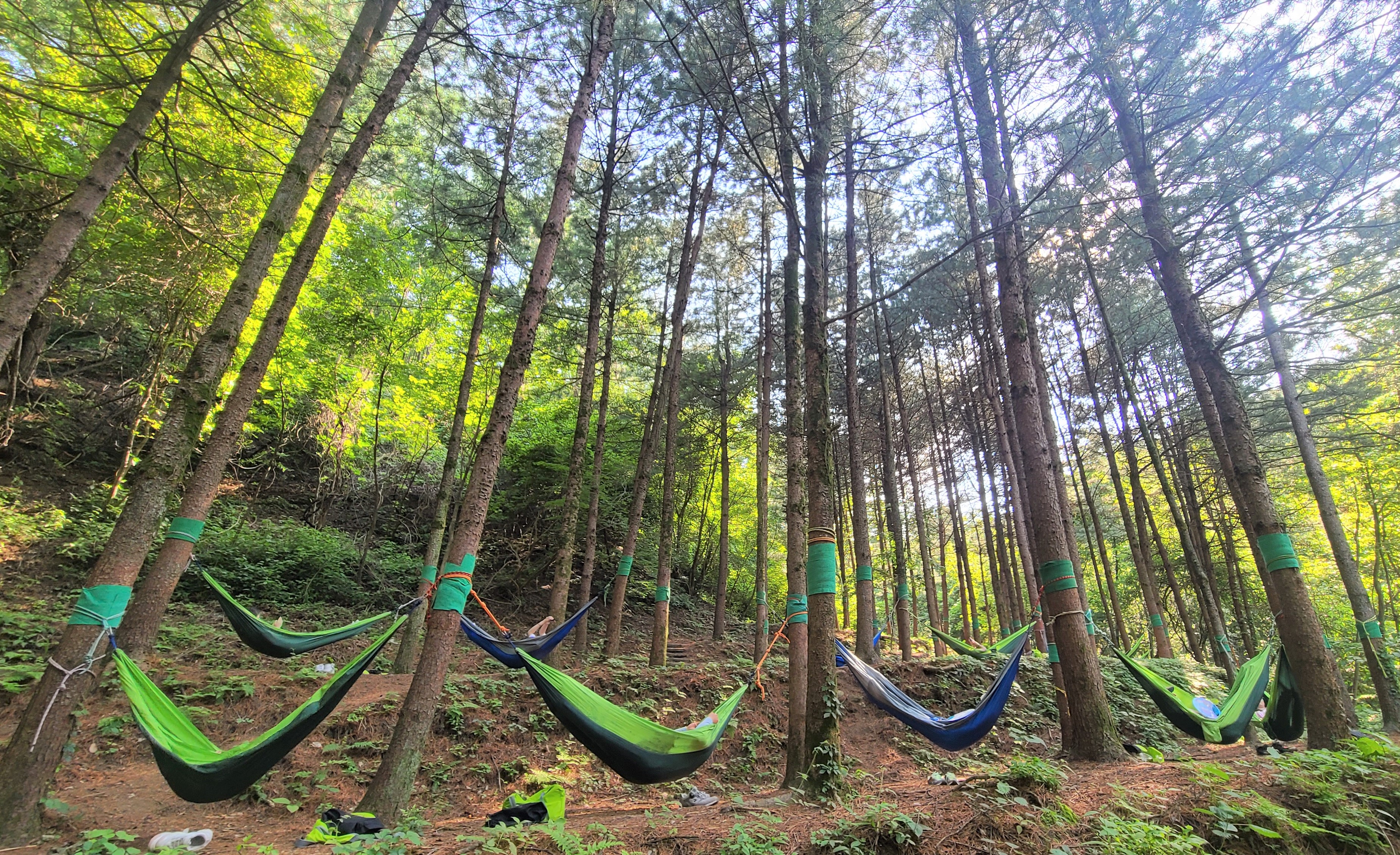 국립산림치유원, 산림치유원 예약, 국립산림치유원 요금, 국립산림치유원 프로그램, 국립산림치유원 후기, 국립산림치유원 숙박, 국립산림치유원 프로그램 추천, 산림 테라피, 숲 명상, 산림 치유 프로그램 예약 방법