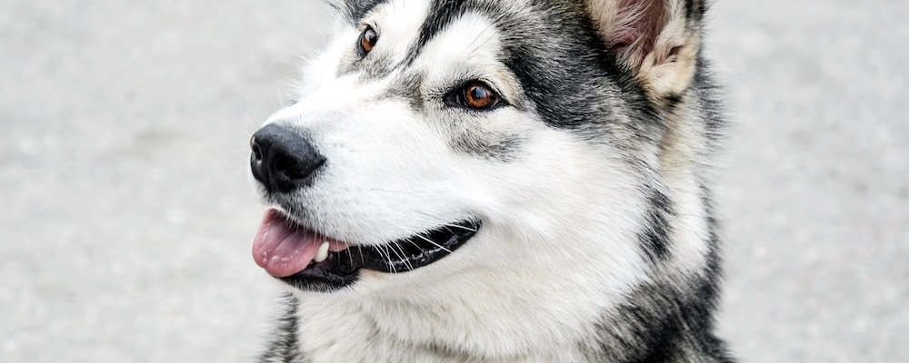 새끼 강아지 키우는법 14 이미지