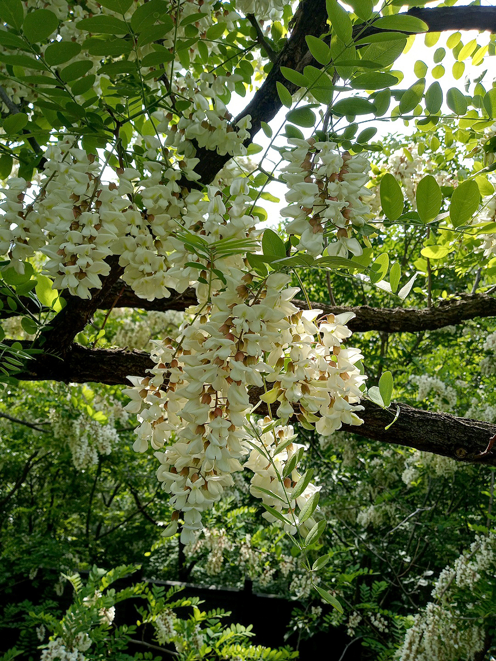 서대문구 안산자락길 아까시꽃