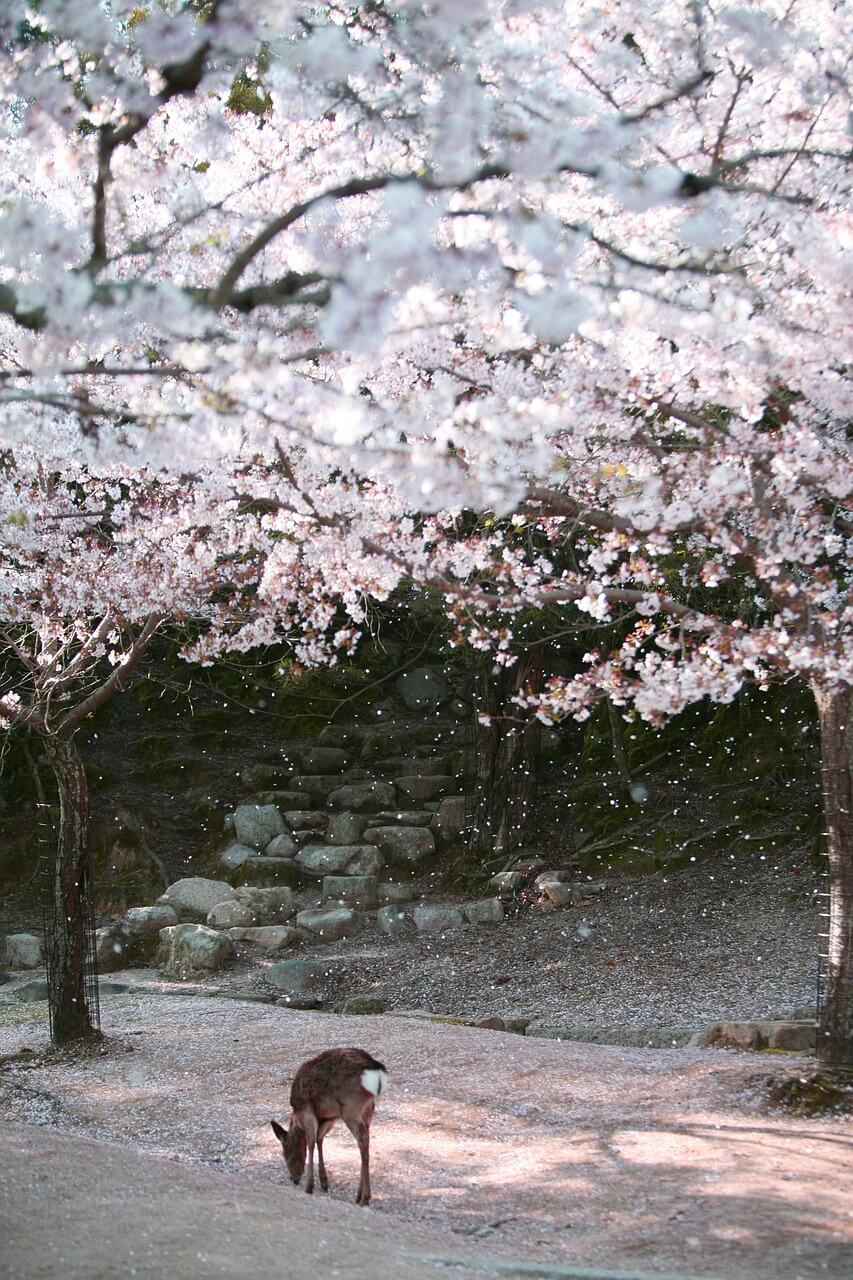 벚꽃이 핀 일본 여행지