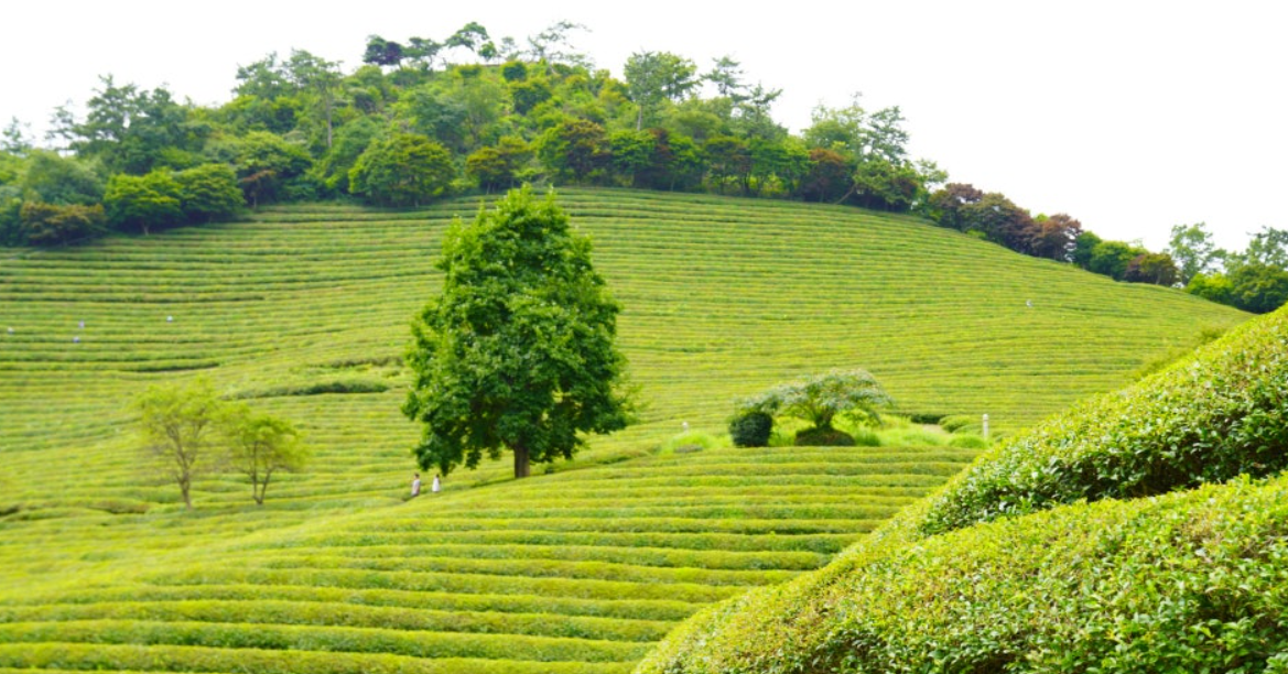 보성 녹차밭
