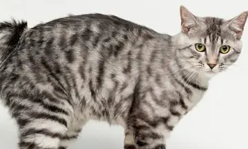 재패니즈 밥테일의 특징과 기르는 방법