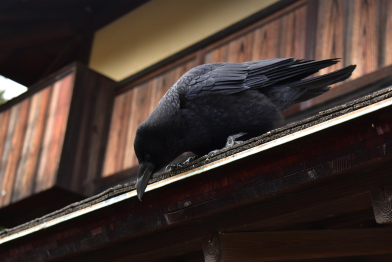일본 속 작은 시간속의 여행, 다카야마