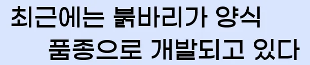  최근에는 붉바리가 양식 품종으로 개발되고 있다.