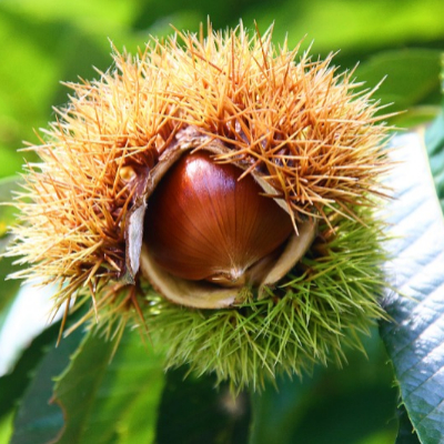 생밤 보관하는 방법3