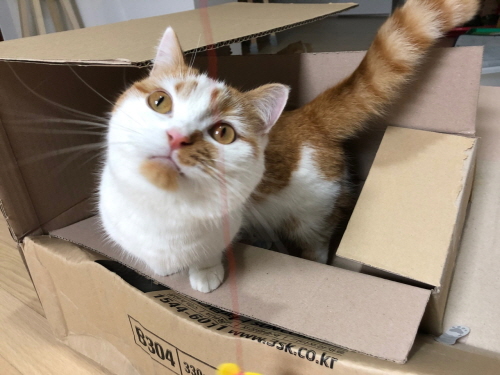 귀여운고양이놀이