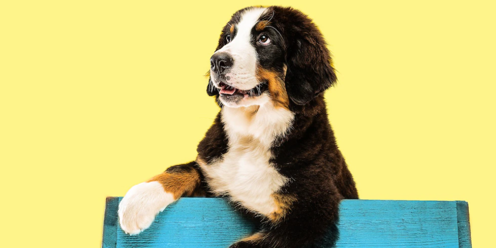 강아지가 안절부절 하는 이유 4