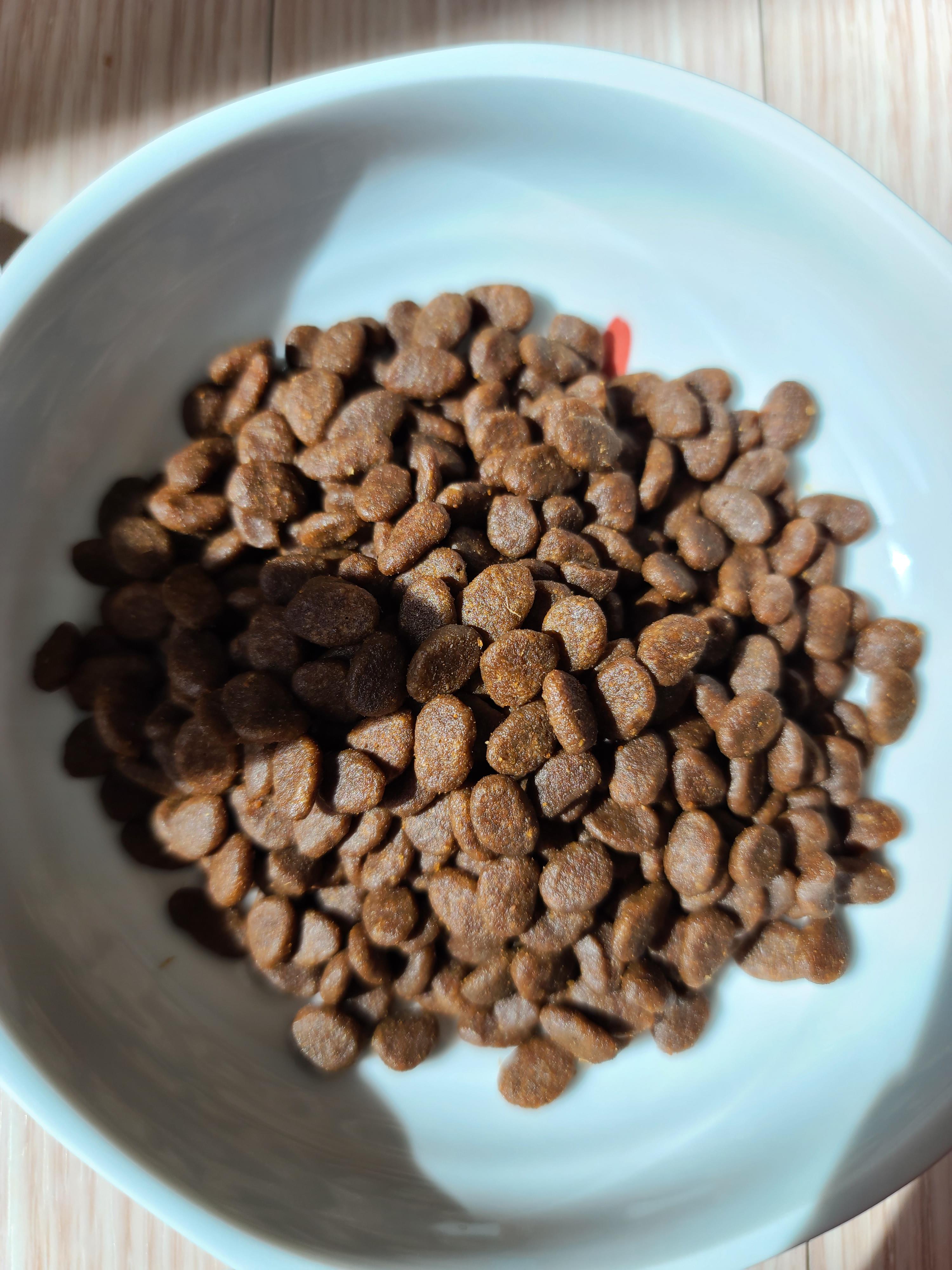 아카나 그래스랜드 캣. 고양이들에게 새로운 사료를 테스트해봤다.