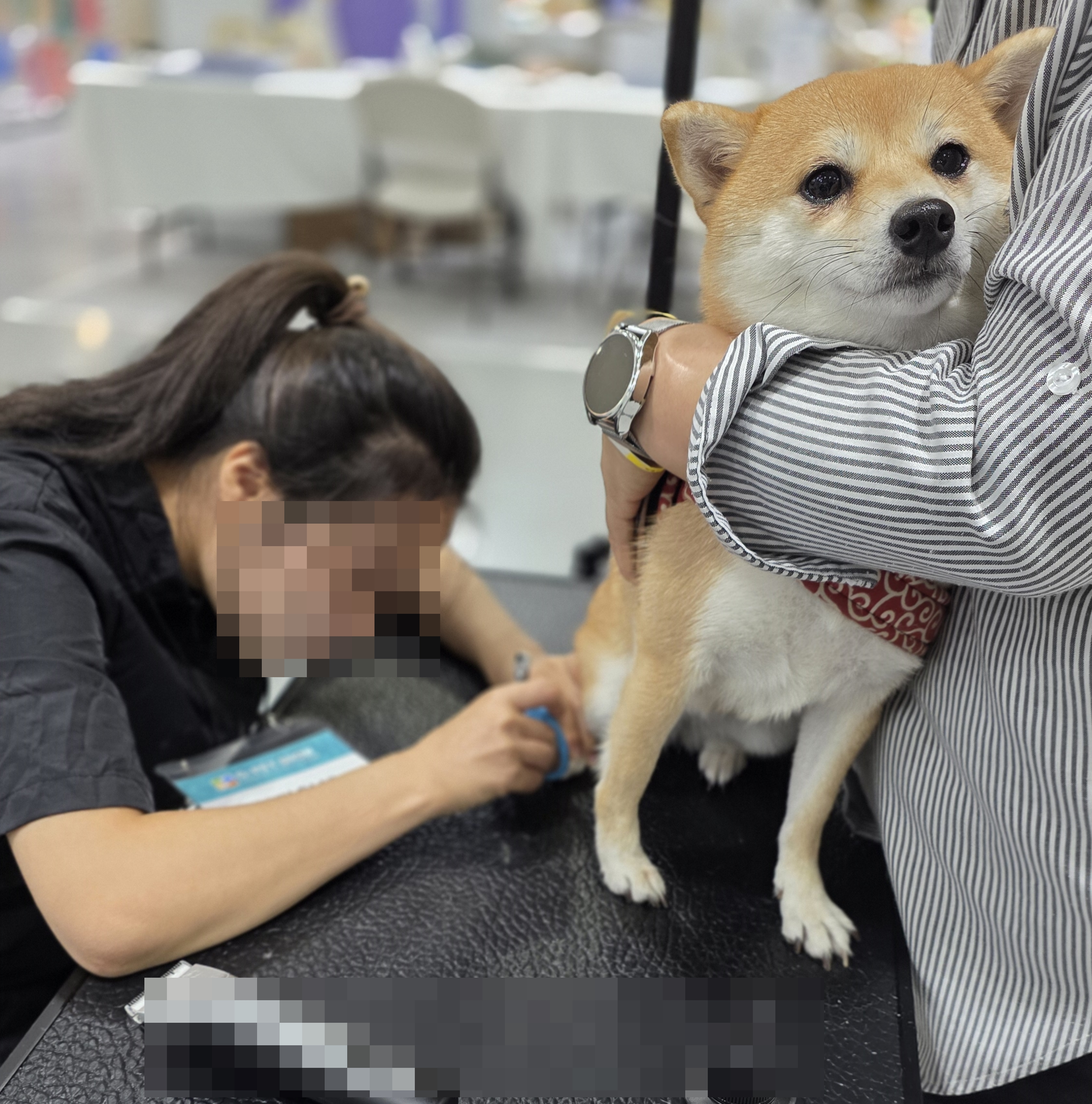 광주애견미용학원국비