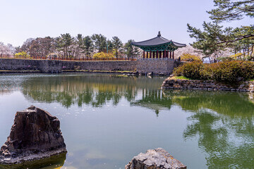 25년 4월 봄꽃여행지추천!!벚꽃 & 유채꽃 절정! 봄꽃 여행지 BEST 6