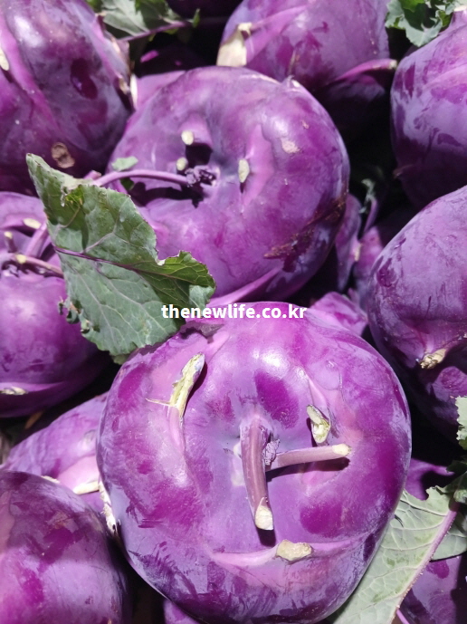 콜라비 효능을 설명하기 위한 보라색 콜라비 실물 모습