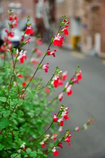 세이지 재배 삽목 번식 배수성 좋은 흙 가지치기_13