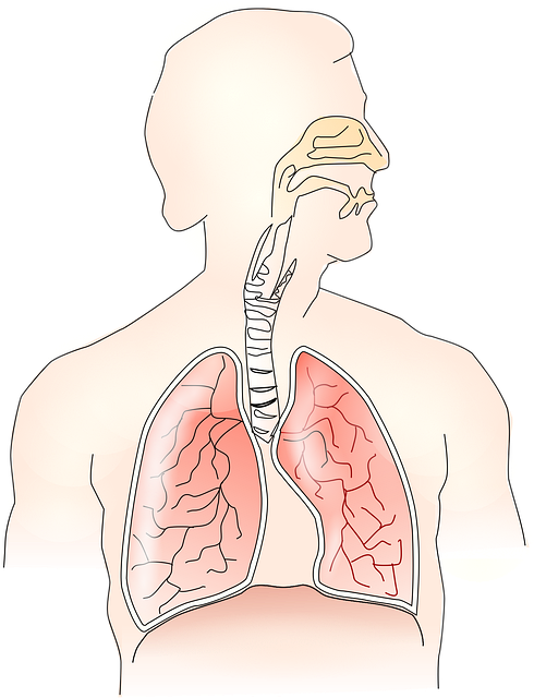 호흡의 과학과 건강 관리
