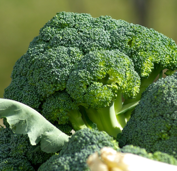 손톱에 좋은 음식 10가지