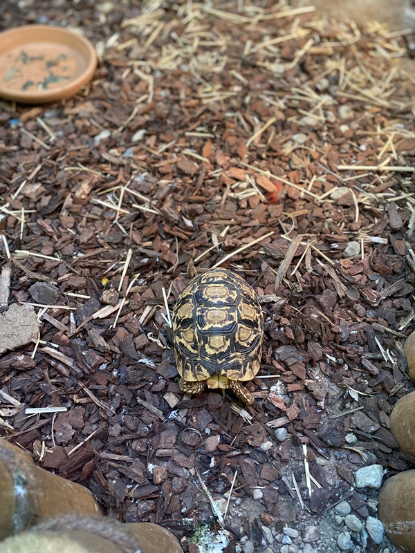 오산버드파크 거북이