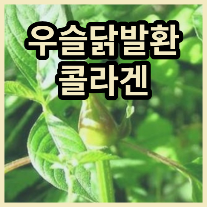 우슬닭발환-콜라겐-효능