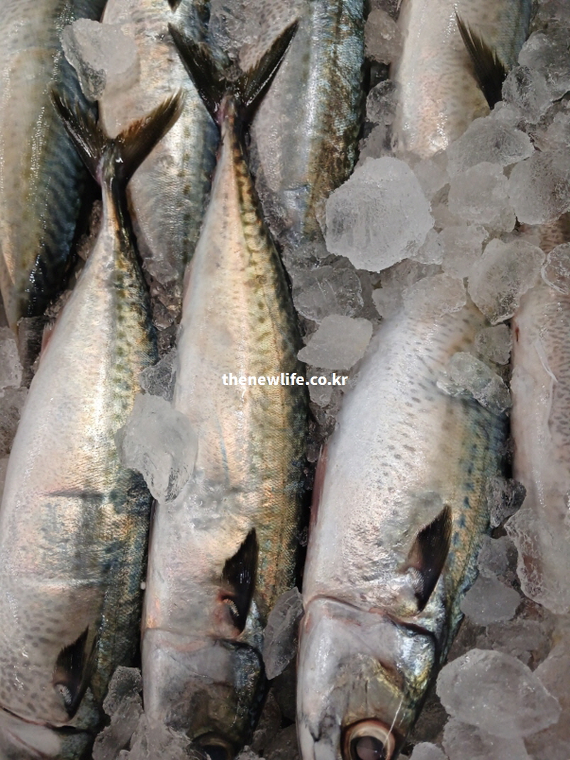 다이어트와 근육 유지에 도움이 되는 고단백 고등어 실물 사진