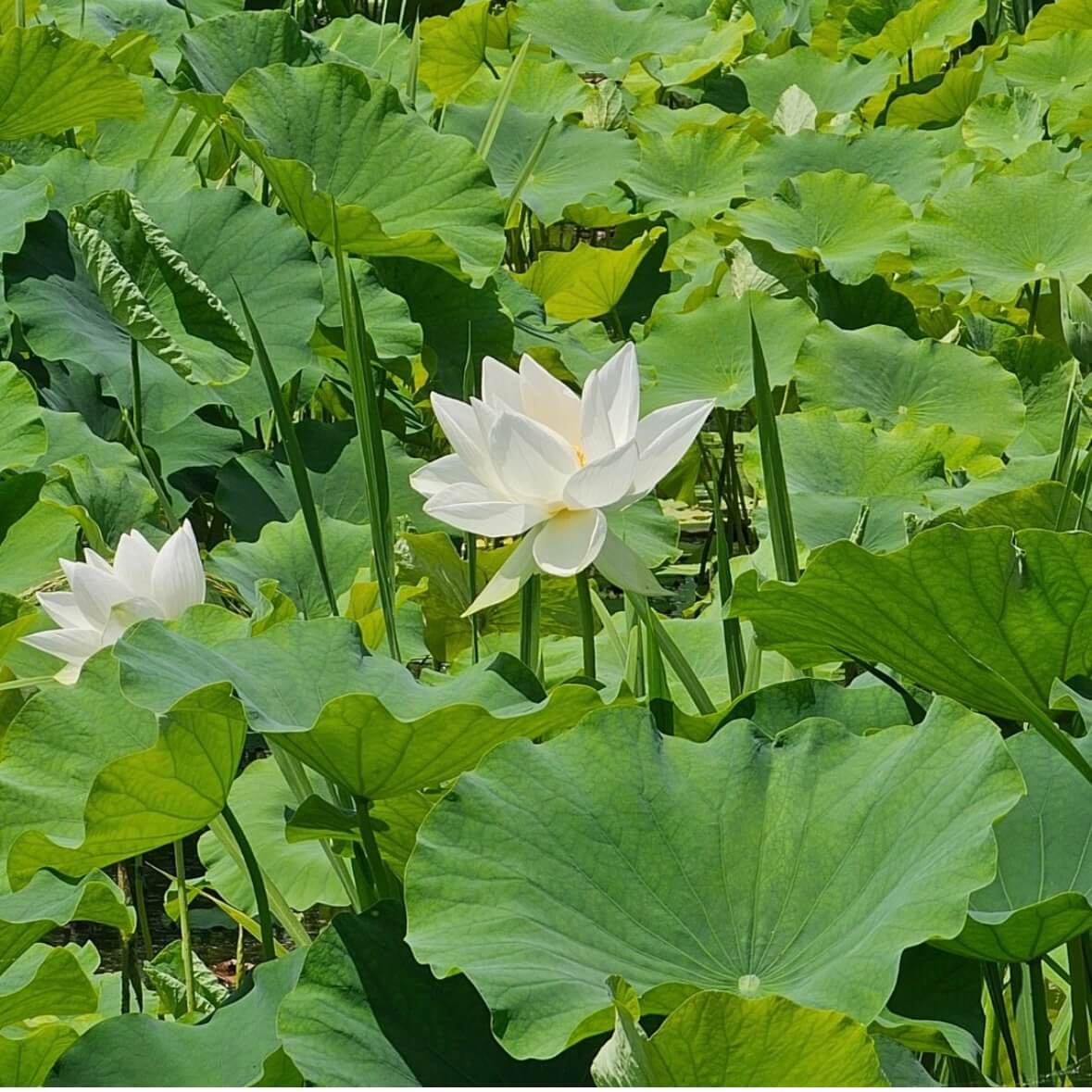 세미원 연꽃축제