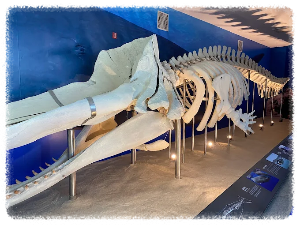 강화자연사박물관은 선사시대 화석부터 공룡 뼈
