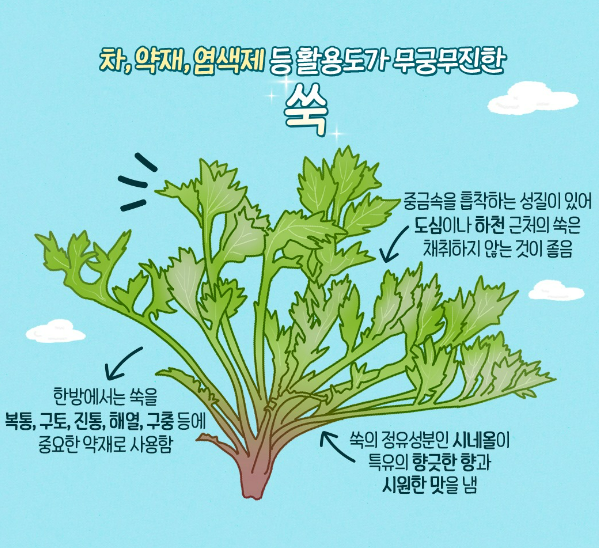 3월에 먹으면 좋은 제철 음식(봄철 음식) - 쑥 편 (효능&amp;#44; 쑥이 들어가는 음식)