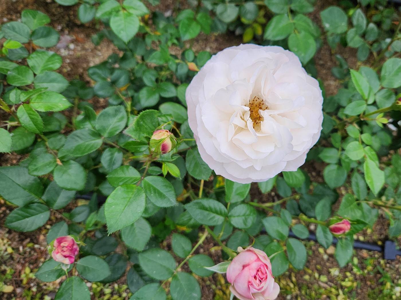 장미 헤라클레스 Herkules