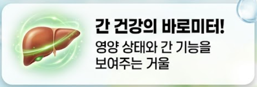 알부민 효능
