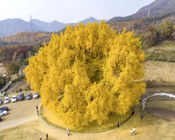 반계리 은행나무_11