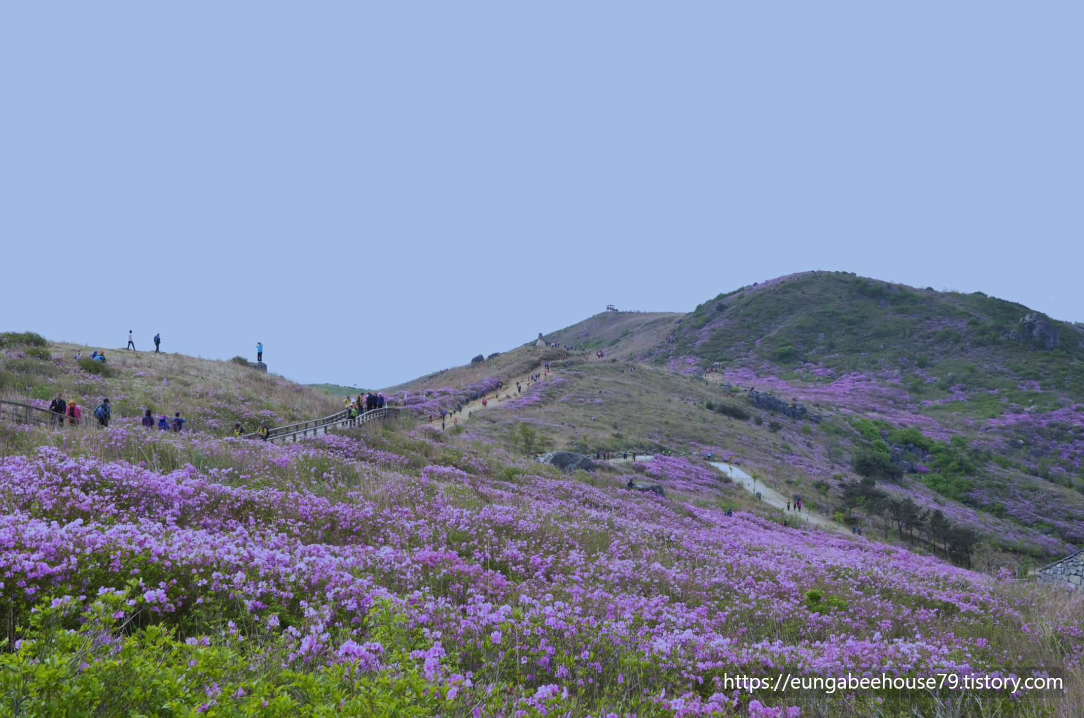 산청 황매산 철쭉제