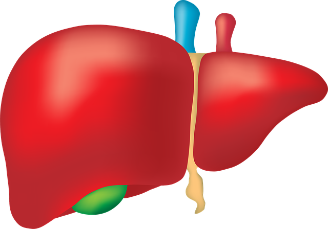 간경화 초기증상부터 4기 말기까지 증상&amp;#44; 생존율&amp;#44; 영양제