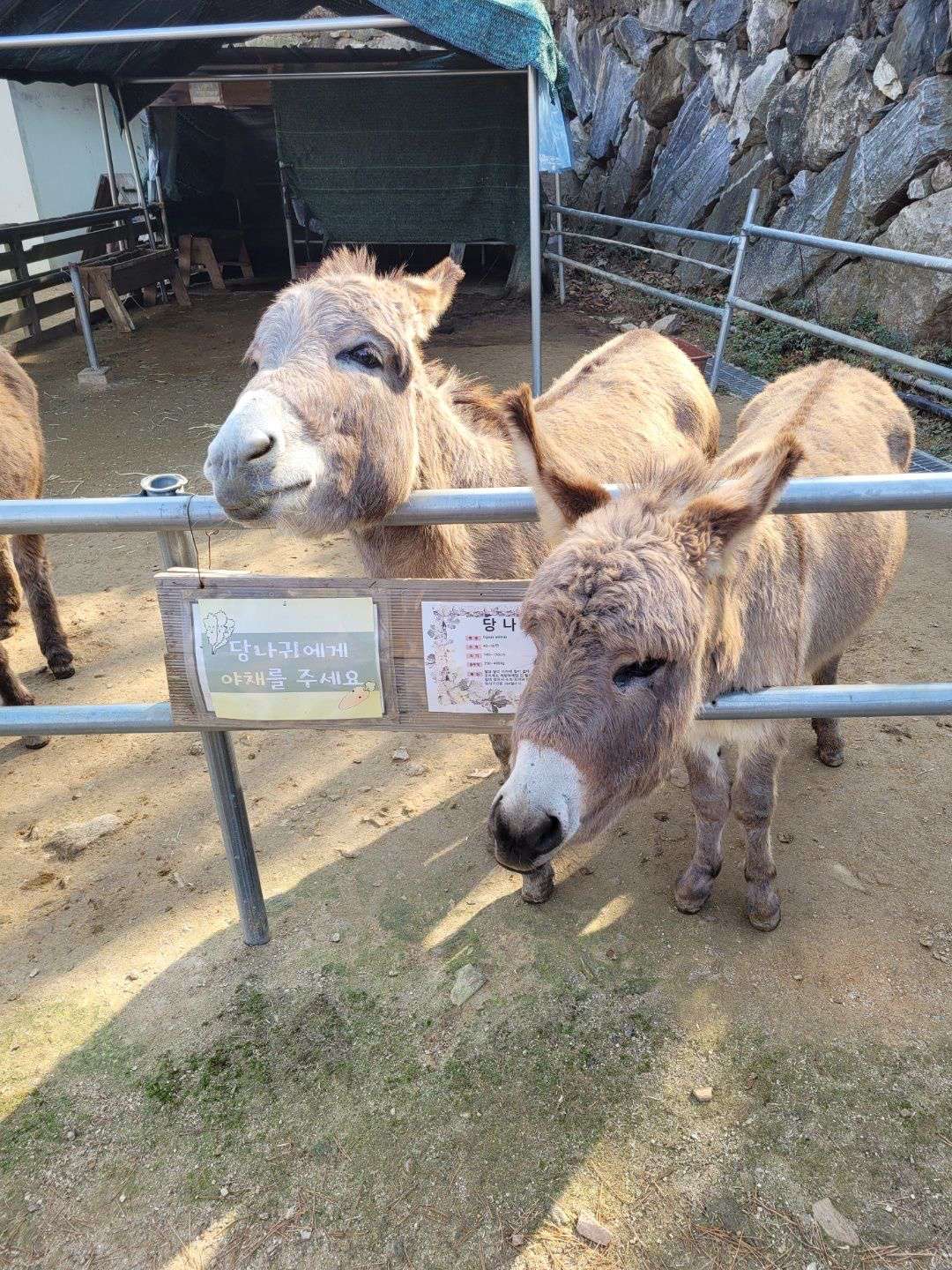 프렌쥬랜드 당나귀 두마리