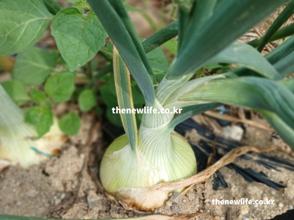 흙 속에서 단단하게 뿌리를 내리고 자라 영양분이 꽉 들어찬 상태를 보여주는 양파 재배 현장 실물 클로즈업 사진